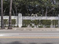 street in front of white wall with trees in front of it and white fence to side with palm tree