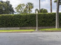 a person walking down the sidewalk by a signpost next to palm trees in the background