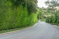 the trees on each side of the road are very green, making it look like it is growing in many places