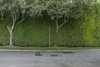 trees line the side of a large hedge wall in a city street near an asphalt road