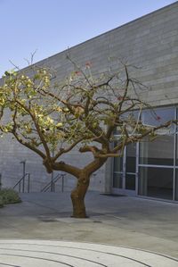 a tree in front of a building with its branches still flowering as if it were a fake animal