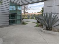 a concrete walkway that is lined with cactus plants near the glass building with a lot of windows