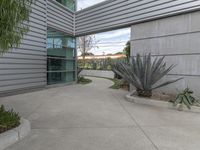 a concrete walkway that is lined with cactus plants near the glass building with a lot of windows