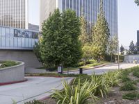 trees in the foreground line of a city street with buildings and bushes on either side