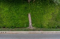 a tree and some bushes by a road and a sidewalk with no people on it