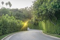 Los Angeles, California, USA: A Road Through the Lush Landscape