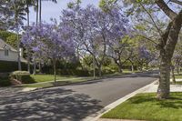 purple flowers decorate the side walk of a street in a neighborhood with trees and green grass