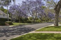 purple flowers decorate the side walk of a street in a neighborhood with trees and green grass