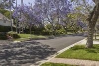 purple flowers decorate the side walk of a street in a neighborhood with trees and green grass