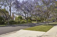 a street with a number of trees along the side walk that have purple blossoms on them