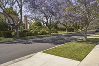 a street with a number of trees along the side walk that have purple blossoms on them