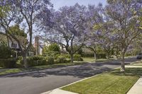 a street with a number of trees along the side walk that have purple blossoms on them