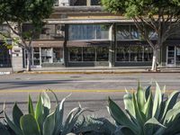 the large green plants are near some buildings along a road sider of the street