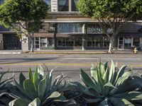 the large green plants are near some buildings along a road sider of the street