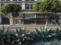 the large green plants are near some buildings along a road sider of the street