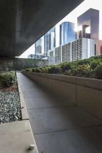 this is a walkway in front of tall buildings with trees on it and bushes surrounding