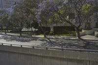 an empty roadway surrounded by several tall buildings and trees with purple flowers and green grass and fenced off parking lot