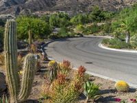 a curved road with many different varieties of plants and some cactus bushes in the foreground