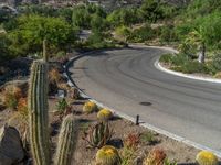 a curved road with many different varieties of plants and some cactus bushes in the foreground