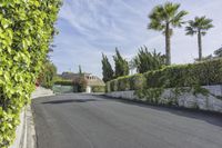 an empty street near bushes, palm trees and the surrounding wall with green plants at both sides