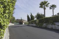 an empty street near bushes, palm trees and the surrounding wall with green plants at both sides