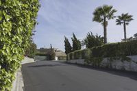 an empty street near bushes, palm trees and the surrounding wall with green plants at both sides