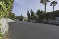 an empty street near bushes, palm trees and the surrounding wall with green plants at both sides