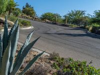 a large cactus plant next to a curved road on a hill side in the desert