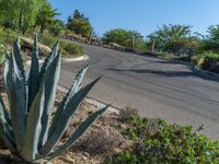 a large cactus plant next to a curved road on a hill side in the desert