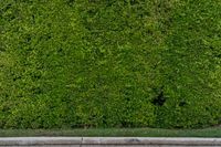 an image of some hedges on a curb for decoration or background purposes with space to add text