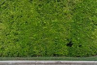 an image of some hedges on a curb for decoration or background purposes with space to add text