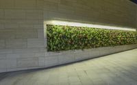 wall of plants and lights at night, in a public place with people walking by