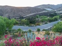 a curved road in the middle of a country side desert, with red flowers, cacti and mountains