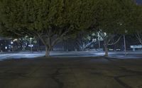 trees near fire hydrant in city night time setting with lights on the street lights are illuminating the bare, black paved streets