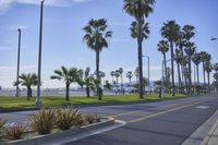 a road with palm trees along it next to the ocean and ocean line in the distance