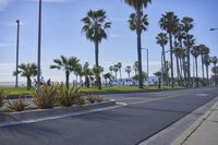 a road with palm trees along it next to the ocean and ocean line in the distance