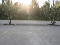 three trees sit in a parking lot on a sunny day, and there's no one in front