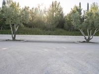 three trees sit in a parking lot on a sunny day, and there's no one in front