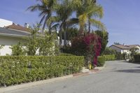 a row of palm trees lining a residential street in a suburban neighborhood on a sunny day