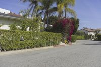 a row of palm trees lining a residential street in a suburban neighborhood on a sunny day