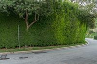 a car driving past a hedge lined wall on a residential street with parking space for motorists