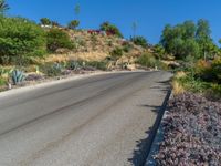 flowers growing next to a road with a dirt path between them with grass and a hill in the background