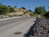 flowers growing next to a road with a dirt path between them with grass and a hill in the background