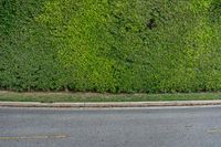 a fire hydrant is sitting next to the road near a hedge wall, as if it were covered in moss