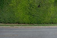 a fire hydrant is sitting next to the road near a hedge wall, as if it were covered in moss