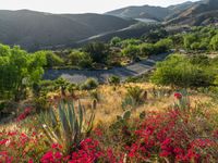 a scenic road in a mountain area surrounded by flowers and trees in the foreground