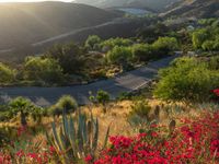 a scenic road in a mountain area surrounded by flowers and trees in the foreground