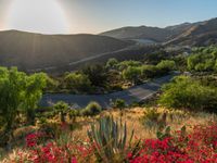 a scenic road in a mountain area surrounded by flowers and trees in the foreground