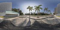 an image of a view of a skate park in the daytime light with palm trees near by