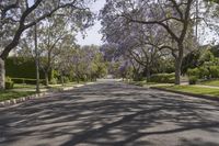 A Straight Road in Los Angeles: Residential Area with Lined Trees